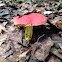 Shaggy Stalked Bolete