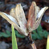 Seed Pod of African iris