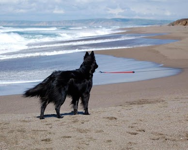 Belgian Sheepdog Wallpapers Screenshots 1