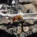 Desert Termite
