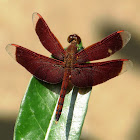 Straight-edged Red Parasol