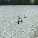 Canada geese