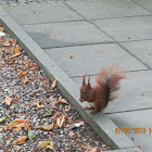 Squirrel