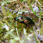 Golden Ground Beetle