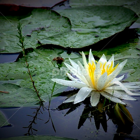 Water Lily by Paul Mays - Flowers Flowers in the Wild