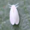 White Fly