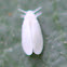 White Fly