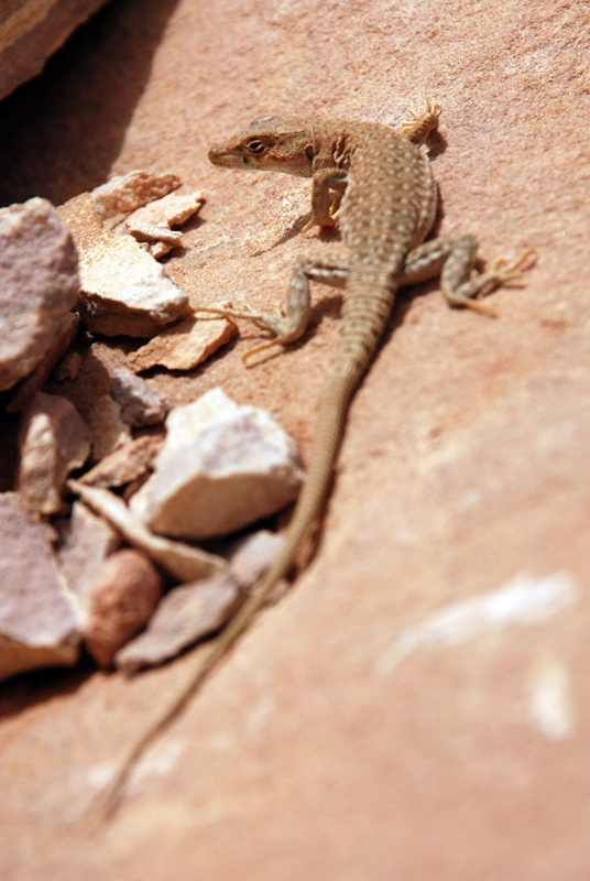 Jordanian Fringe-fingered Lizard