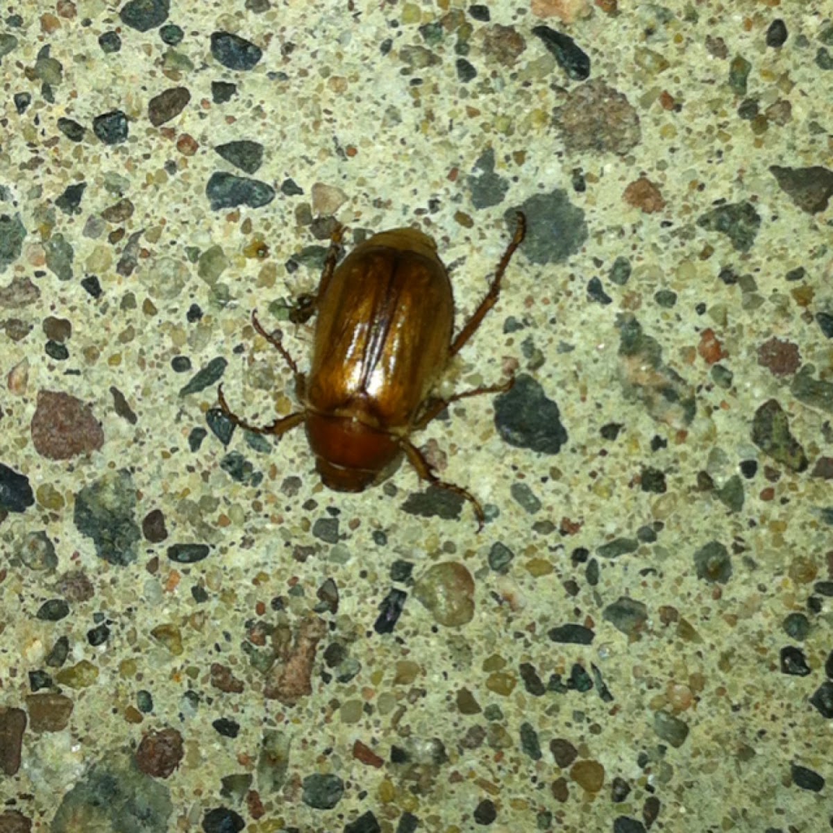 June bug Project Noah