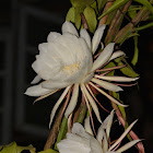 Broad-leaved Epiphyllum