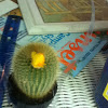 Cactus strawflower