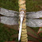 Malayan White Skimmer