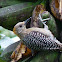 Hoffmann's woodpecker (juvenile)