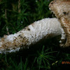 Blushing Wood Mushroom?