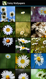 How to download Daisy Wallpapers 1.0 apk for android
