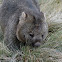 Common wombat