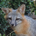 Gray Fox