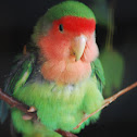 Rosy-faced lovebird