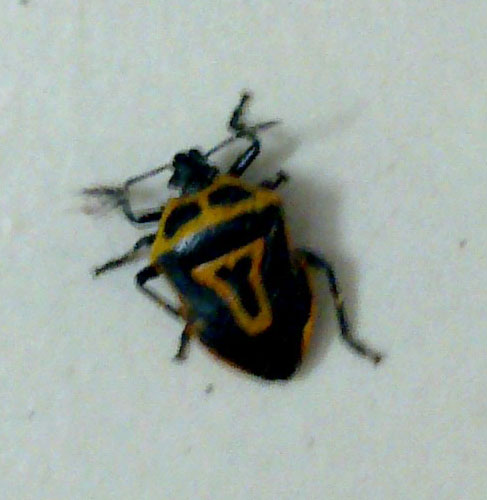 Two Spotted Stink Bug