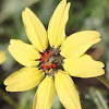 large yellow daisy