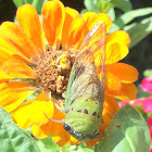 Superb Green Cicada