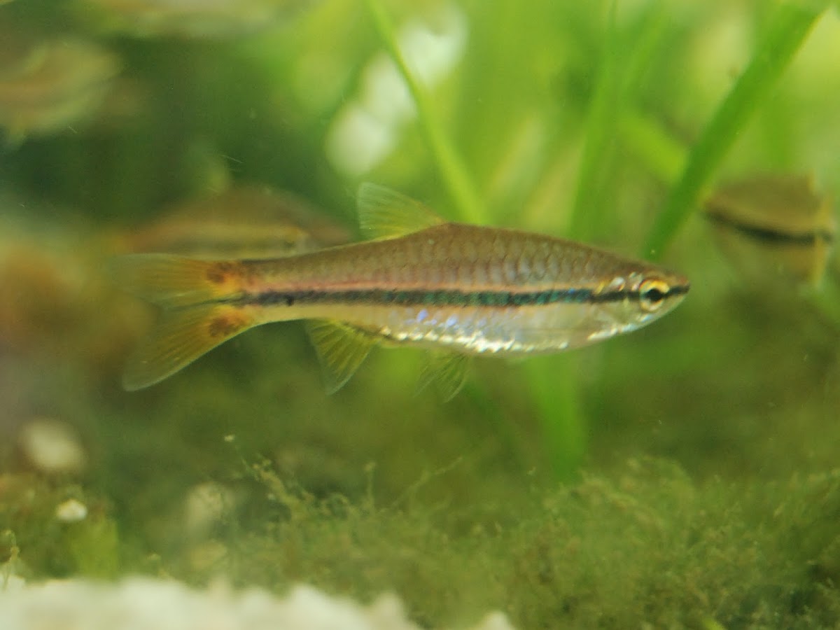 Rasbora