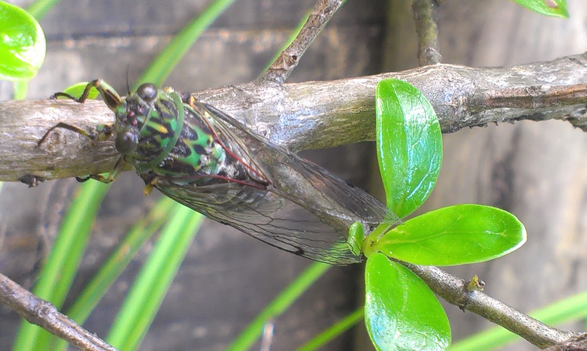 New Zealand Chorus Cicada