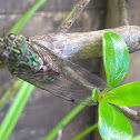 New Zealand Chorus Cicada