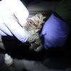 Rafinesque's big eared bat