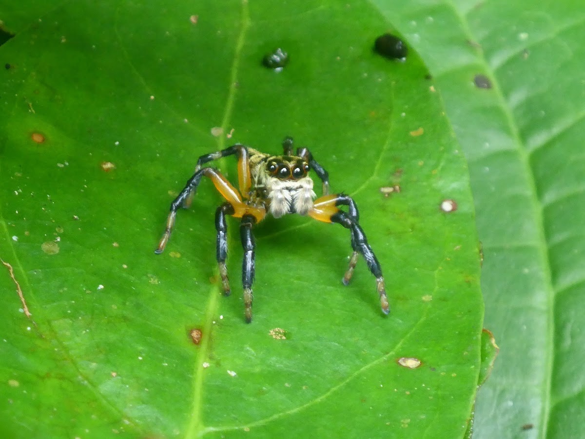 Wasp mimicking female spider