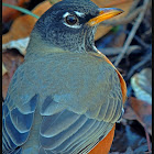 American Robin