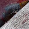 European Harvestman