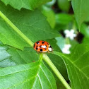 Multicolored Asian Lady Beetle