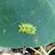 Spiny Oak-Slug