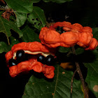 Coralillo fruit