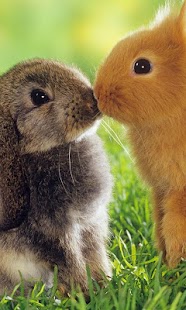 Rabbit Wallpaper Free Screenshots 4