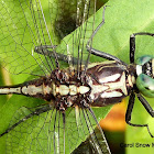 Black-shouldered Spiny leg Dragonfly