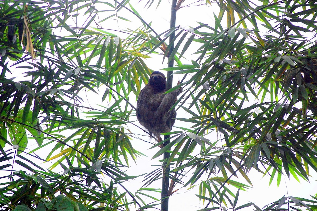 Pale Three-toed Sloth