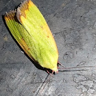 Cupreous Bollworm Moth