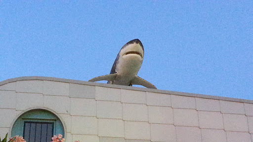 Requin - Port Camargue
