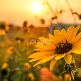 by Adrian Rusu - Flowers Flowers in the Wild