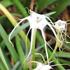 Sonoran Spider Lily