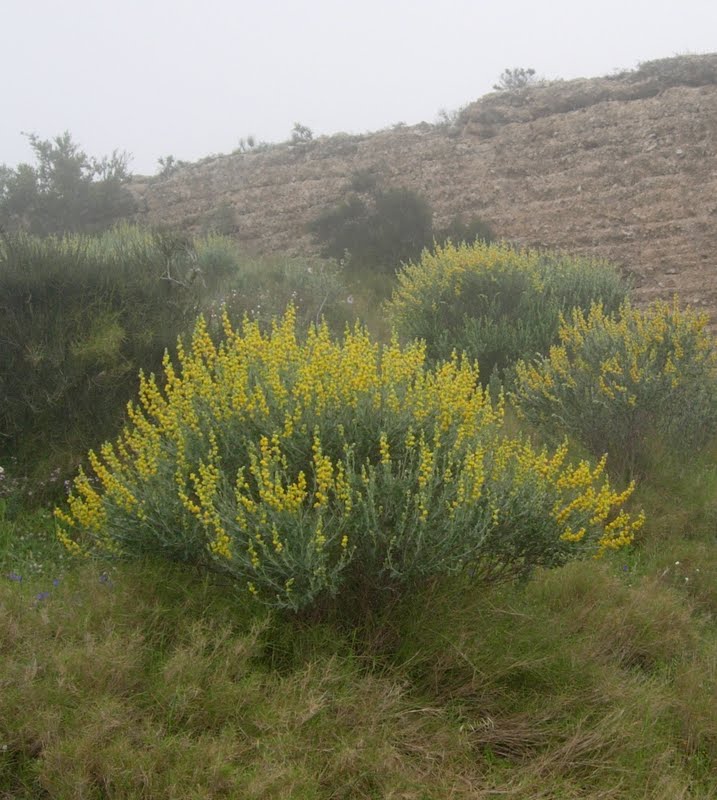 Anthyllis cytisoides (Albaida)