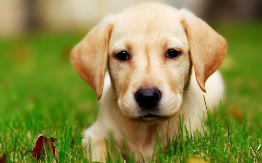 【免費生活App】Labrador Wallpapers HD-APP點子