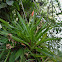 West Indian Tufted Airplant