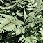 Painted Japanese Fern