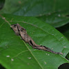Prepona Caterpillar
