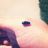 Ground Beetle