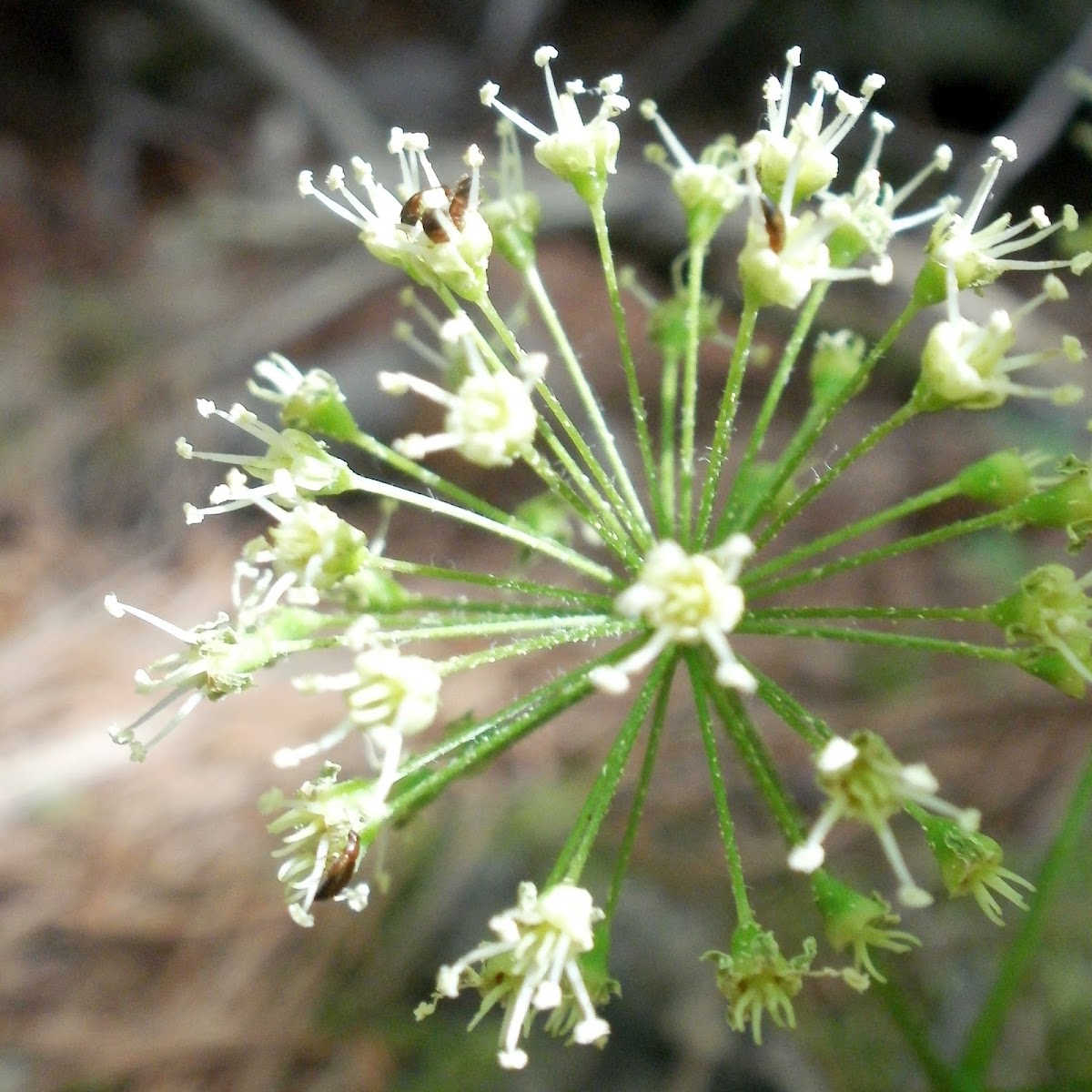 Wild Sarsaparilla