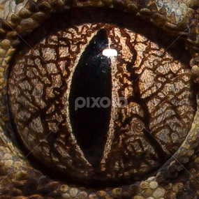 geckoes eye by Michael Duncan - Animals Reptiles
